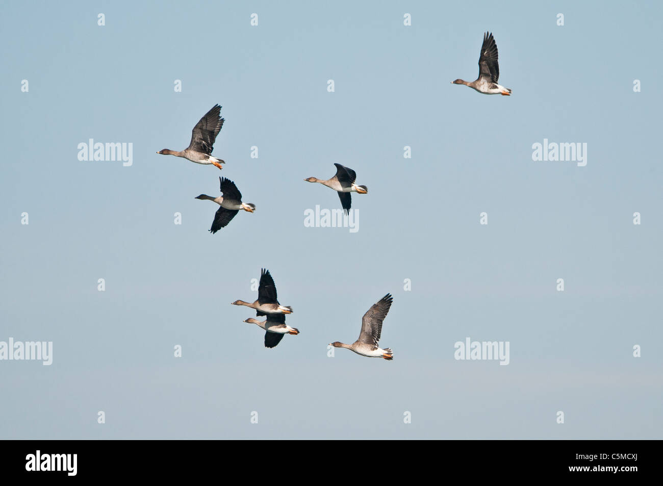 Group Tundra Bean Goose, Anser fabalis rossicus, in flight Stock Photo