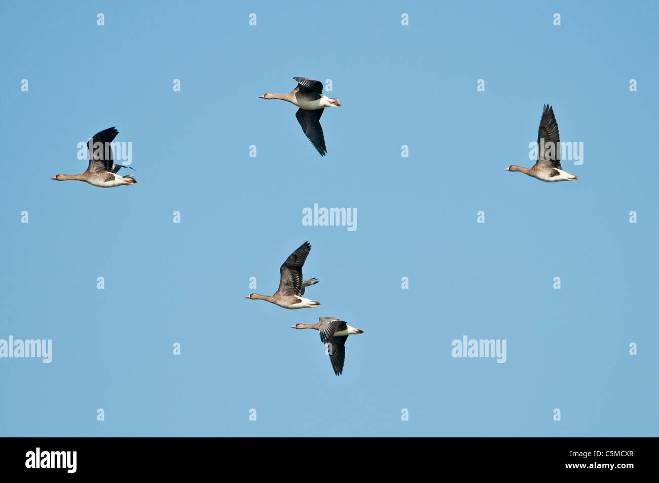 Group Tundra Bean Goose, Anser fabalis rossicus, in flight Stock Photo