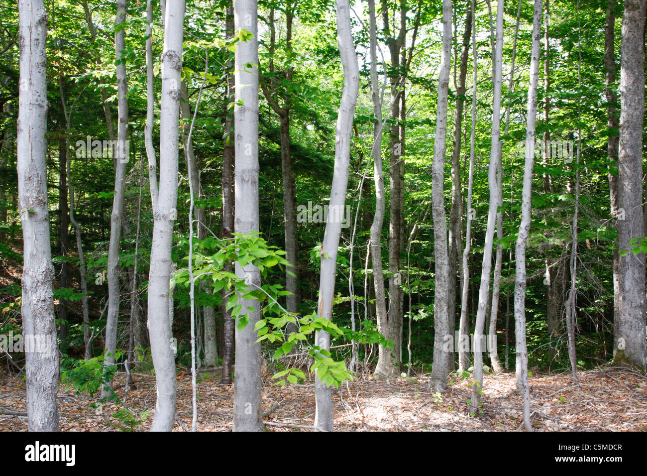 Row of maple trees in forest in the White Mountains, New Hampshire USA. Stock Photo