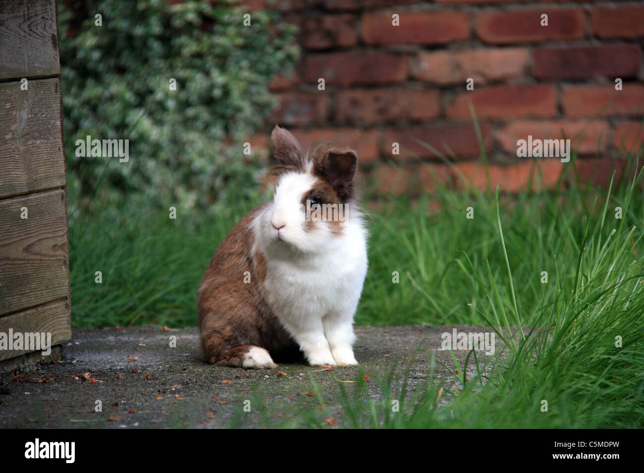 Bunnies hires stock photography and images Alamy