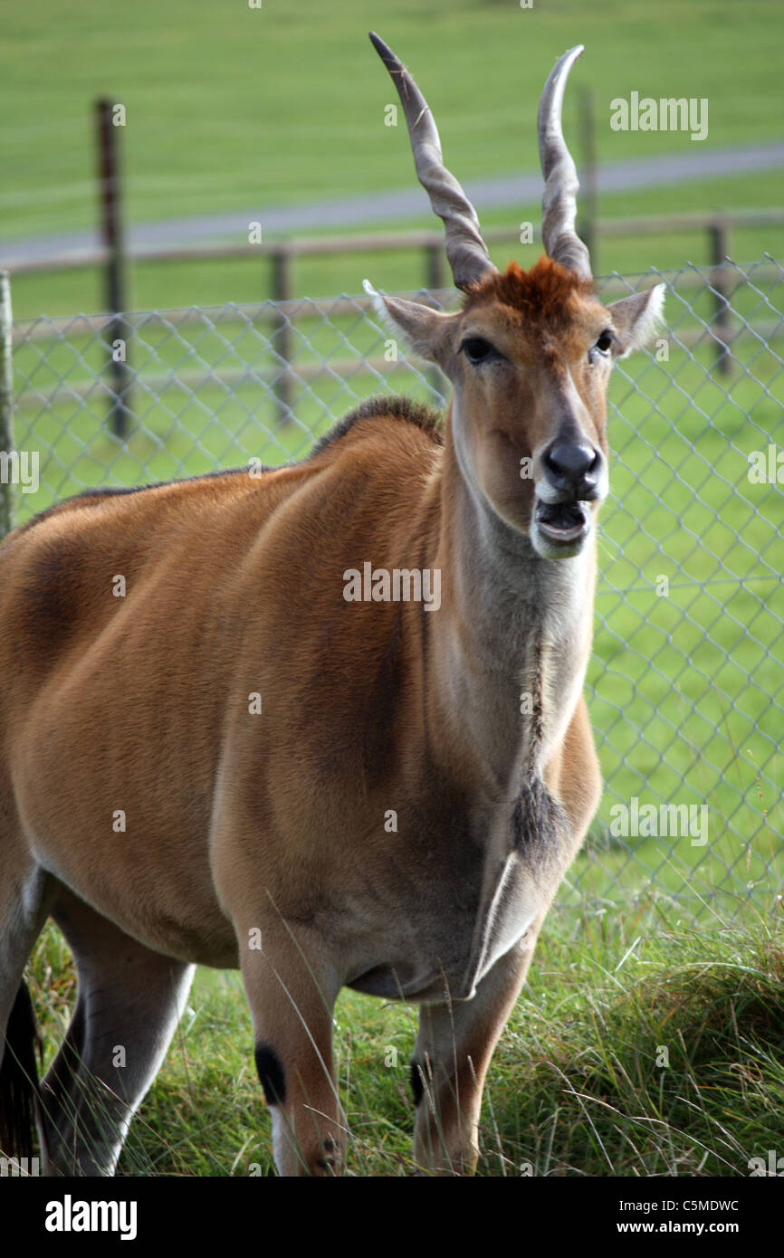 An antelope having a laugh Stock Photo