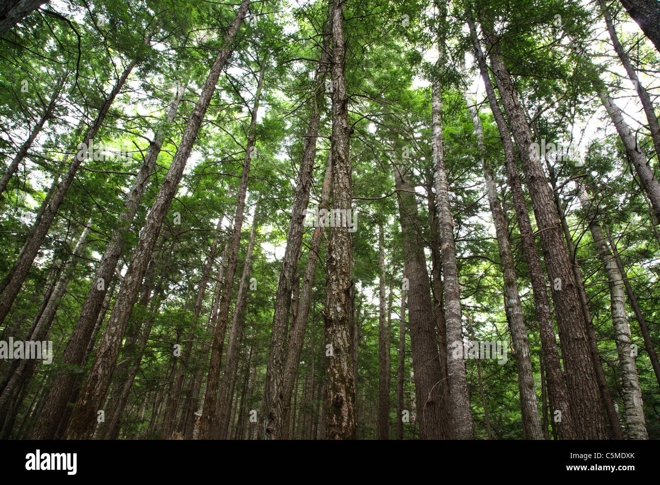 Hemlock Forest during the summer months in Albany, New Hampshire USA Stock Photo