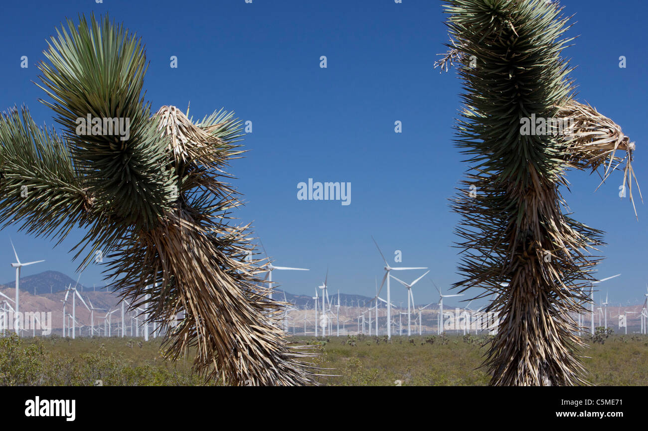 Mojave, California - Joshua Trees and wind turbines in the Tehachapi Pass. Stock Photo