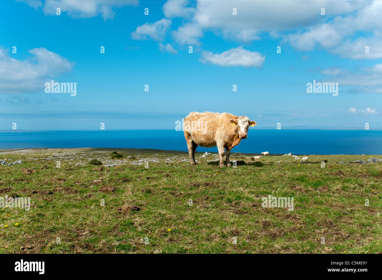 Ocean cow hi-res stock photography and images - Alamy