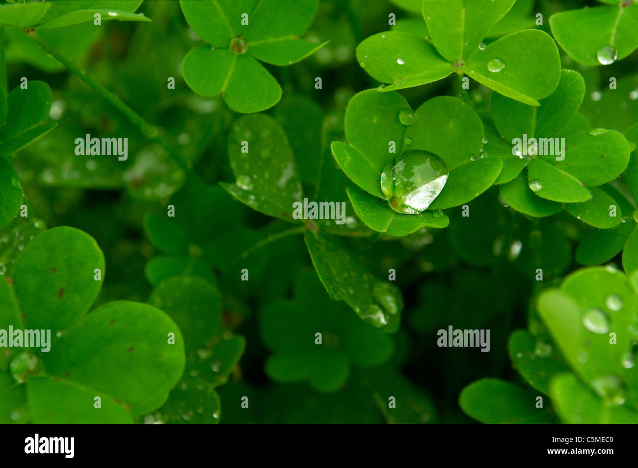 water drop captured in shamrock Stock Photo Alamy