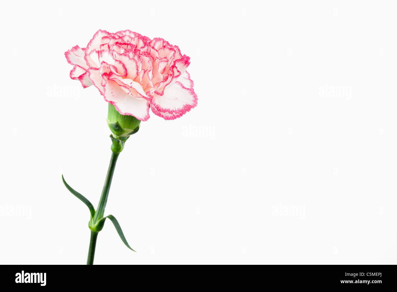 White and pink carnation Stock Photo Alamy