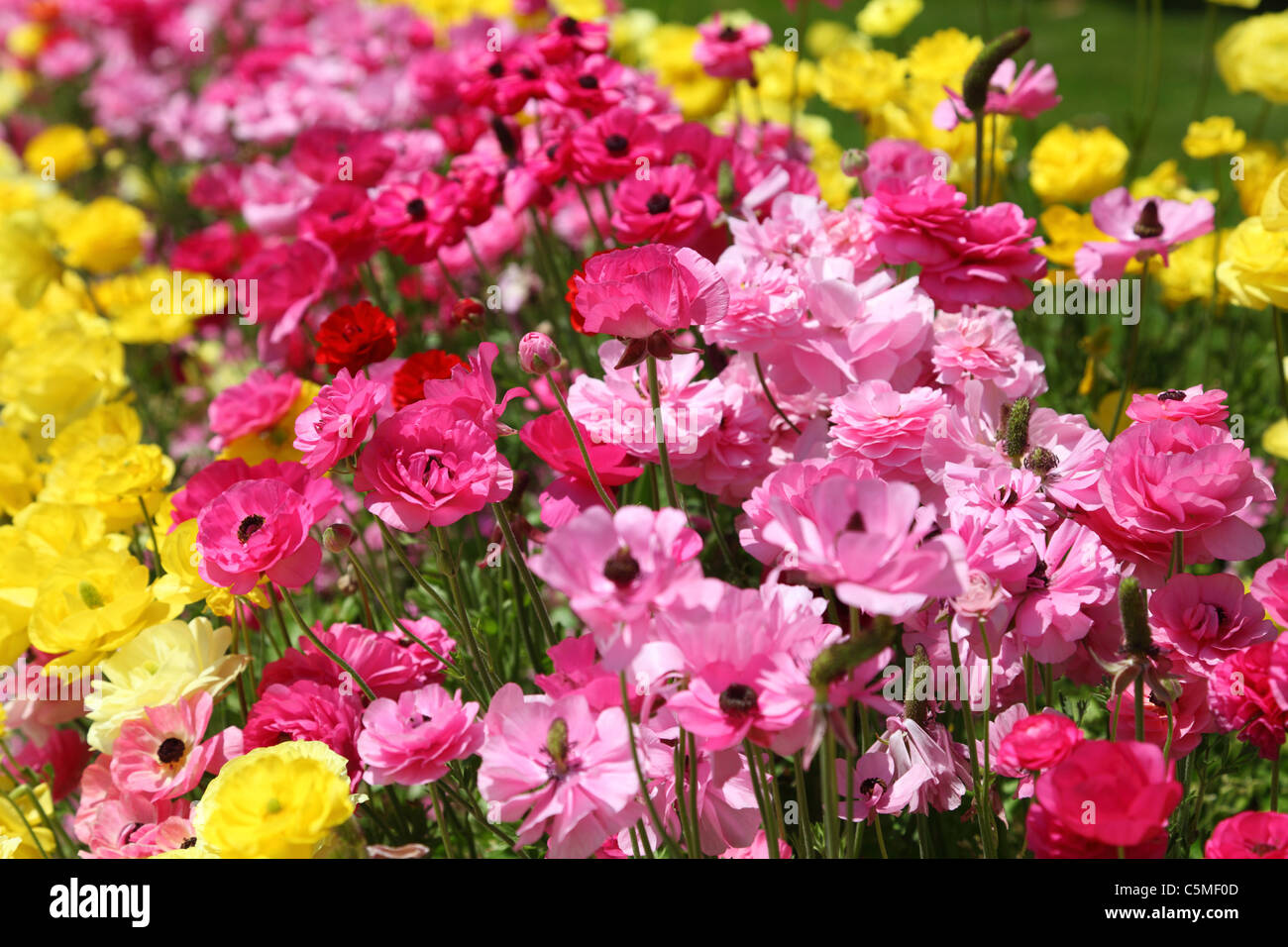 Beautiful summer flowers blooming hi-res stock photography and images ...