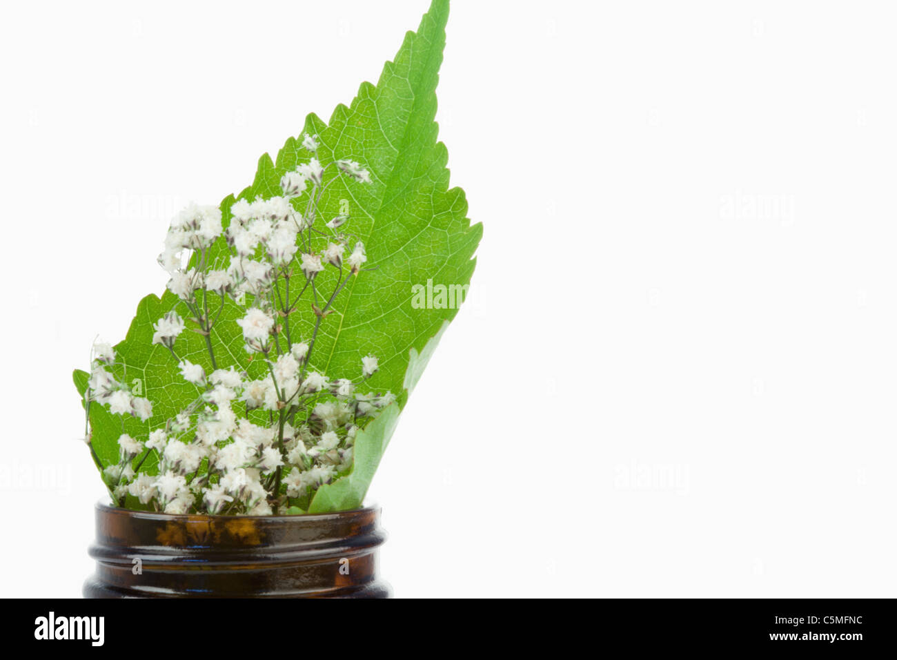 Leaf and flowers in a small bottle Stock Photo