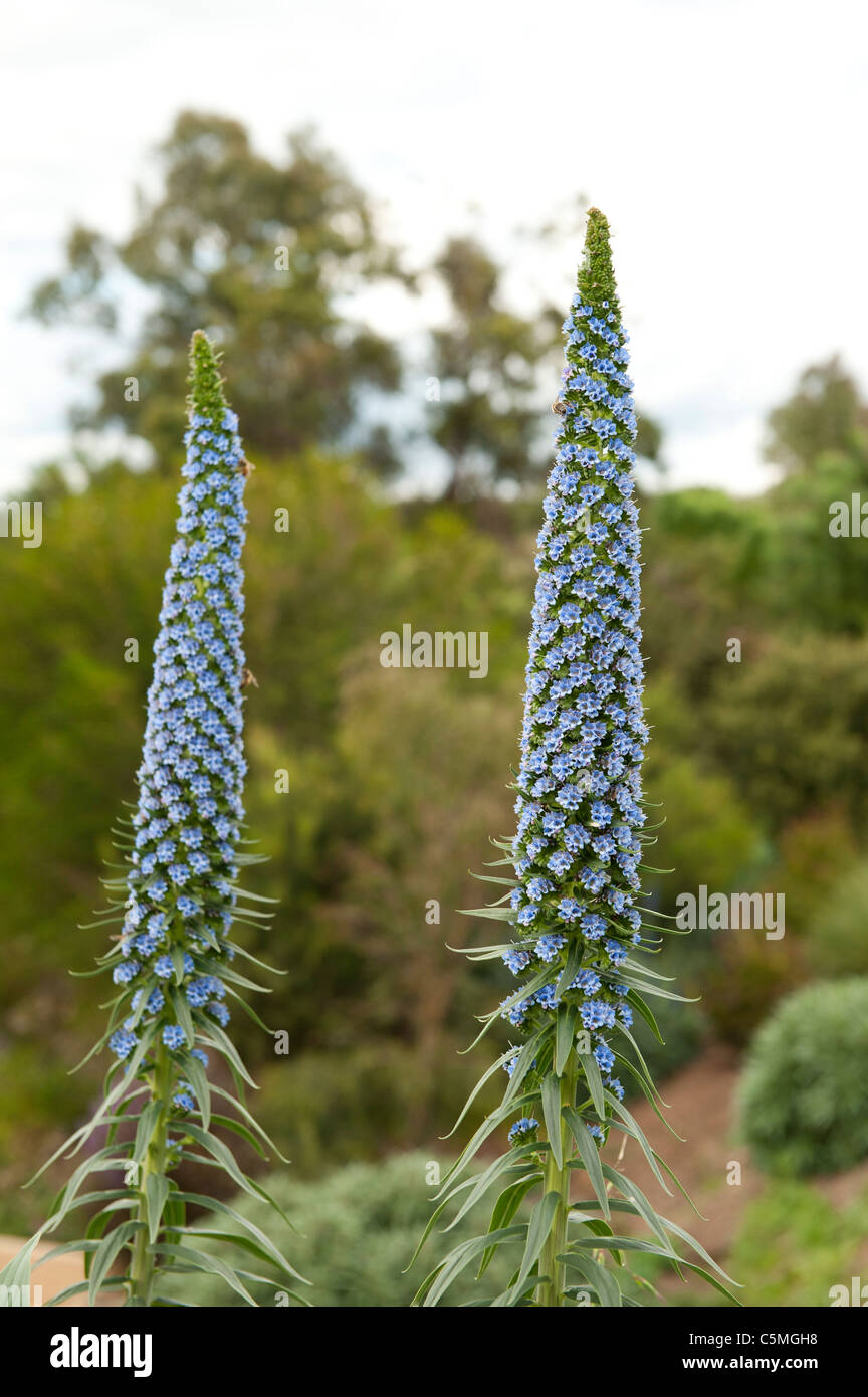 Pride of Madeira flowering plants in garden on a cloudy day in Victoria