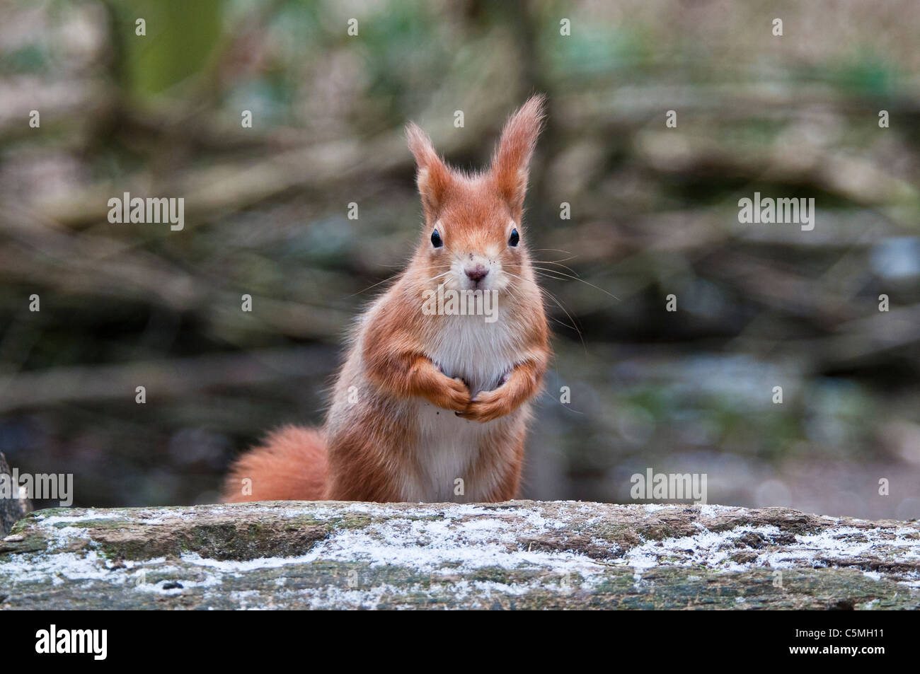 Red Squirrel, Sciurus vulgaris Stock Photo