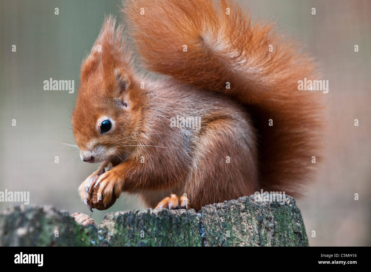 Red Squirrel, Sciurus vulgaris, eating a nut Stock Photo
