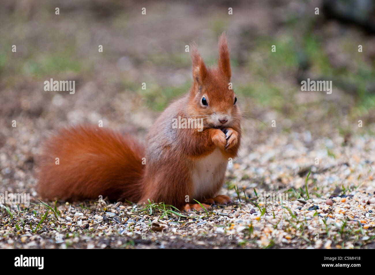 Red Squirrel, Sciurus vulgaris, eating Stock Photo