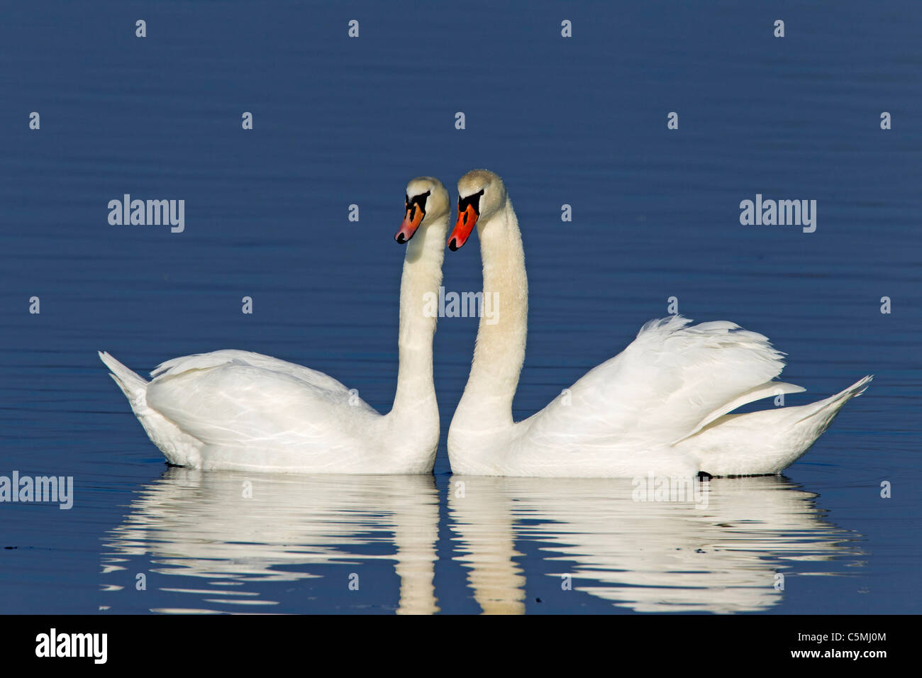 Mute Swan (Cygnus olor), couple displaying. Stock Photo