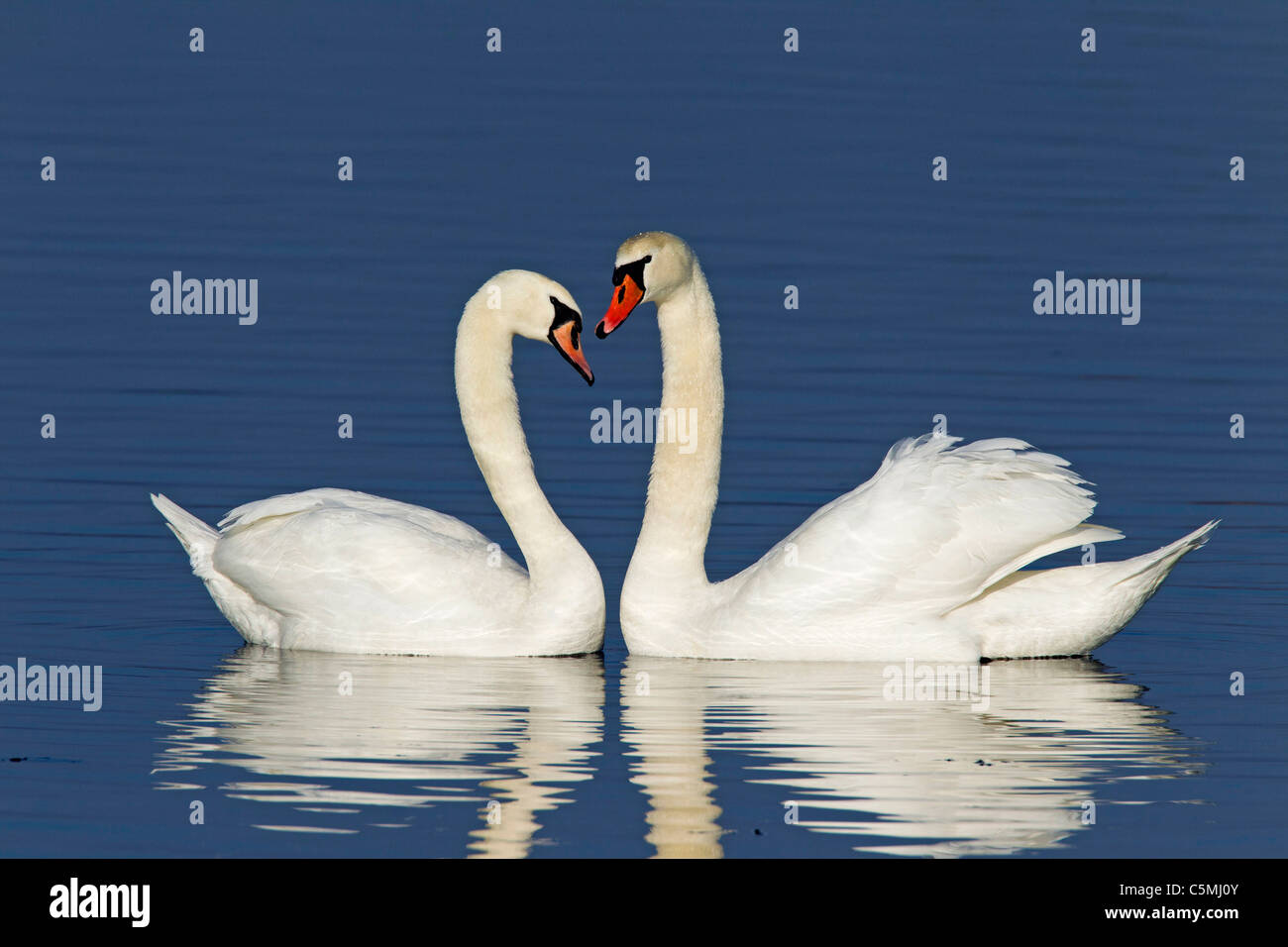 Mute Swan (Cygnus olor), couple displaying. Stock Photo