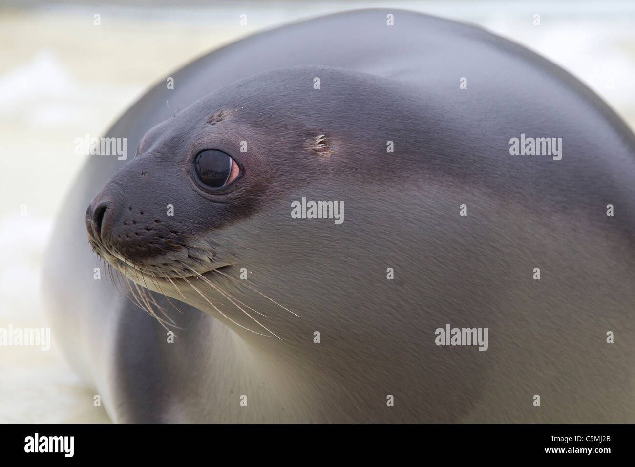 Hooded Seal (Cystophora cristata), portrait of a young female. Stock Photo