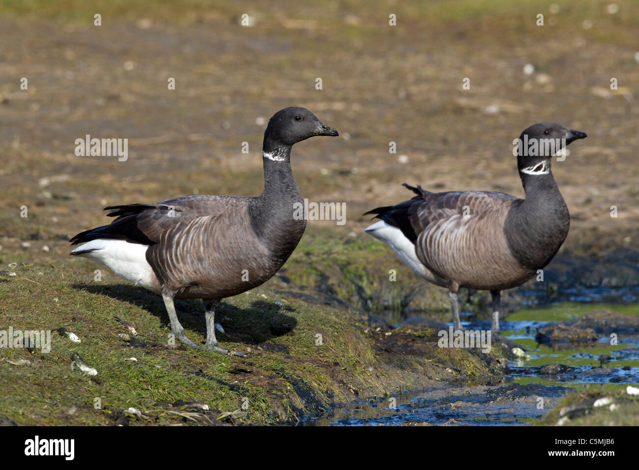 Brent Goose (Branta bernicla). Two individuals on a salt marsh. Stock Photo