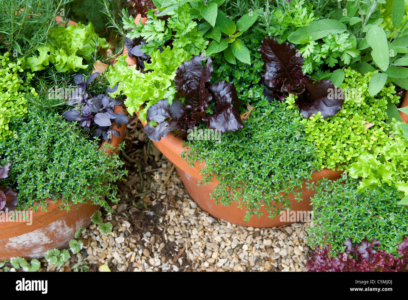 mixed herbs growing in english cottage garden Stock Photo Alamy