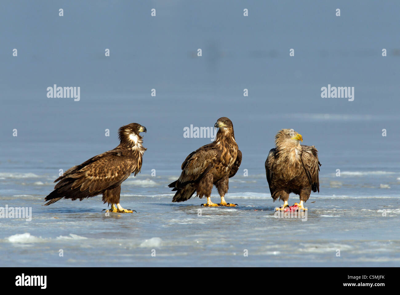 White-Tailed Eagle (Haliaeetus albicilla). Adult and two juveniles standing on ice. Stock Photo