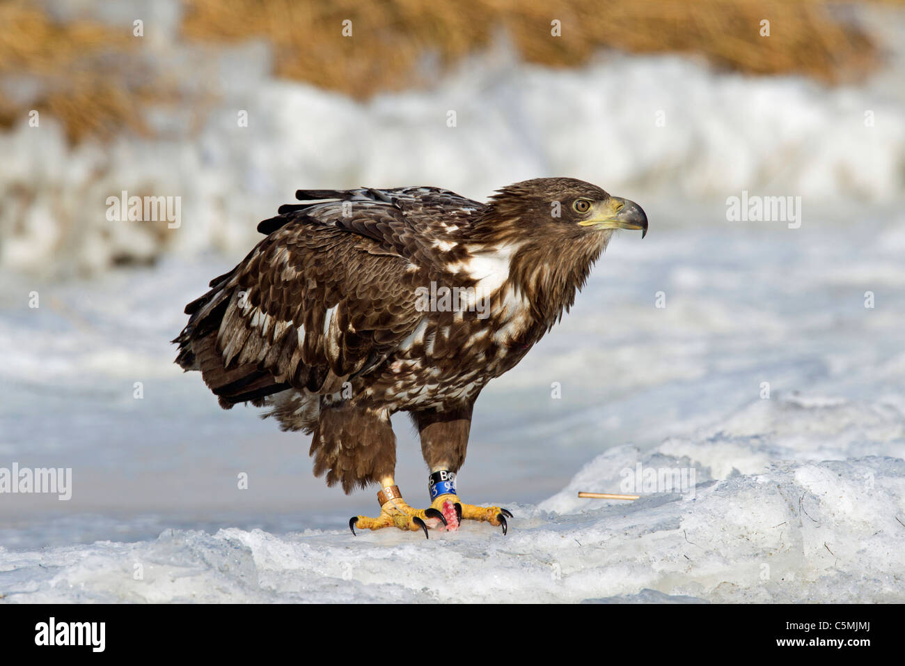 White-Tailed Eagle (Haliaeetus albicilla). Juvenile standing on ice with a piece of fish in its talons. Stock Photo