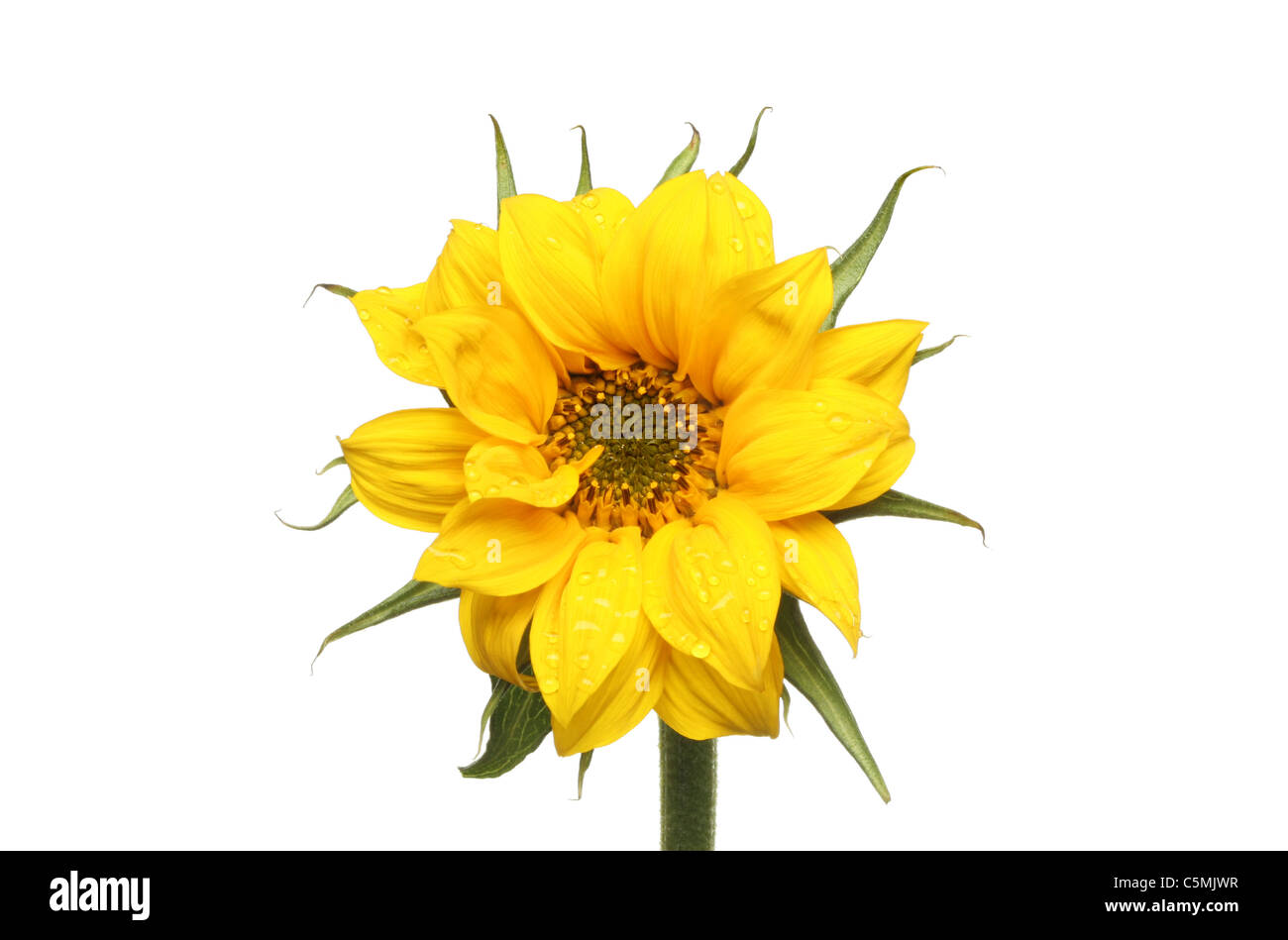 Water droplets on the yellow petals of a Sunflower isolated against white Stock Photo