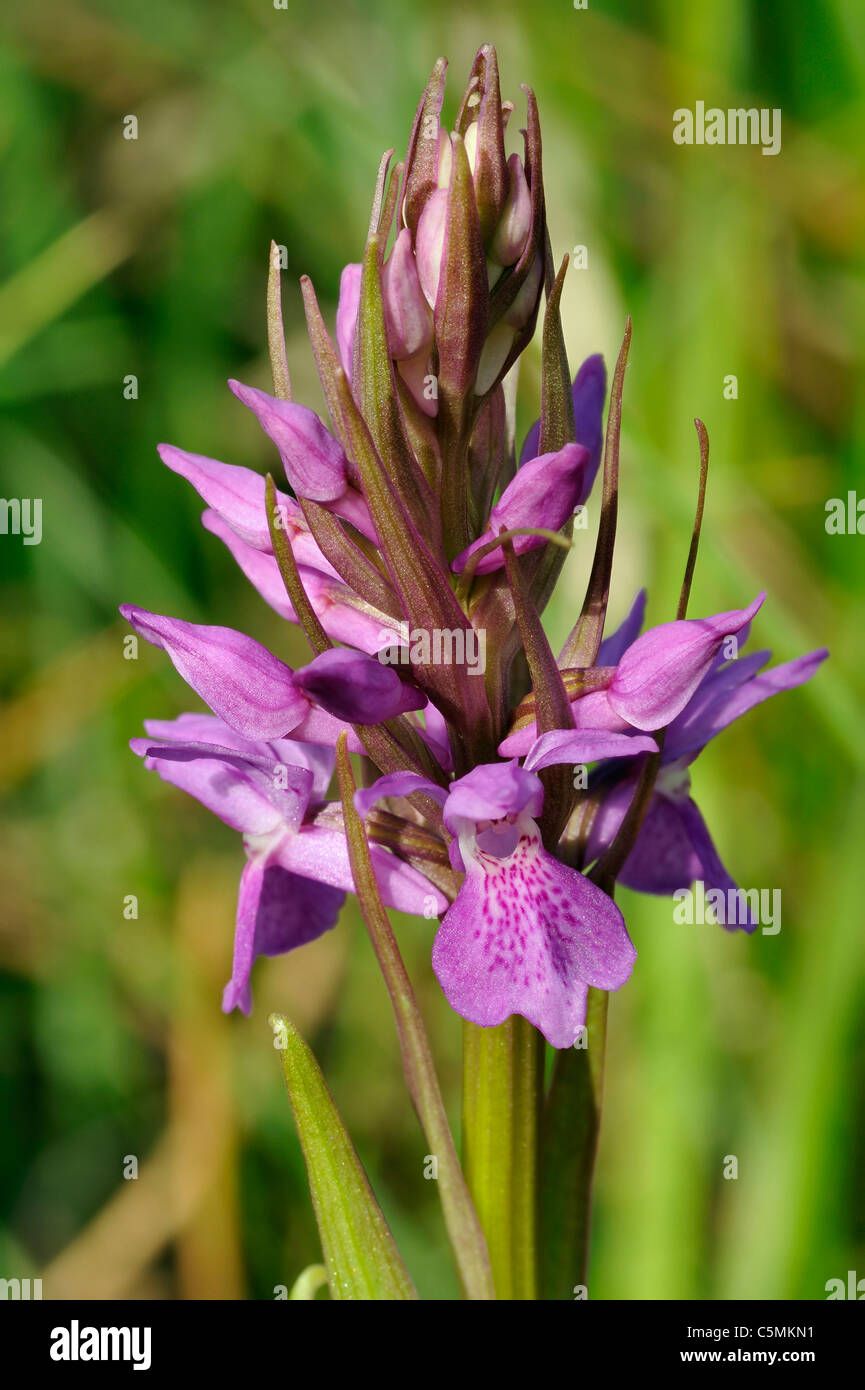 Narrow-leaved Marsh Orchid - Dactylorhiza traunsteineri Stock Photo