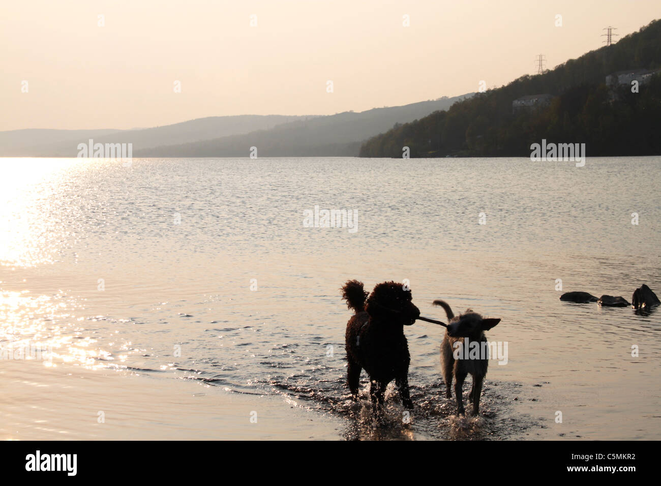 Two dogs share a stick, Loch Rannoch, Perthshire Scotland Stock Photo