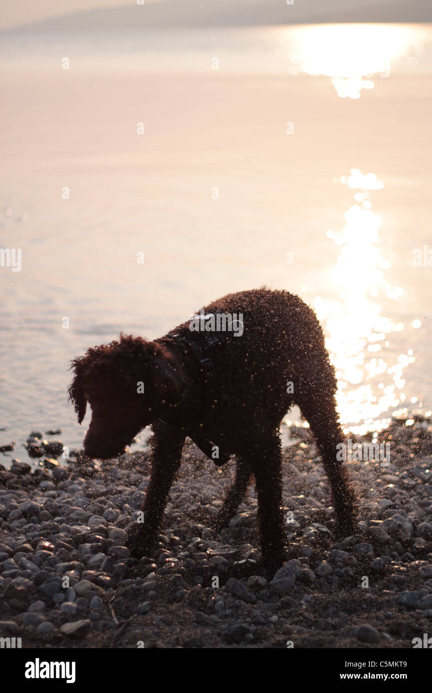 Dog shaking out water from her fur, Loch Rannoch, Perthshire Scotland Stock Photo