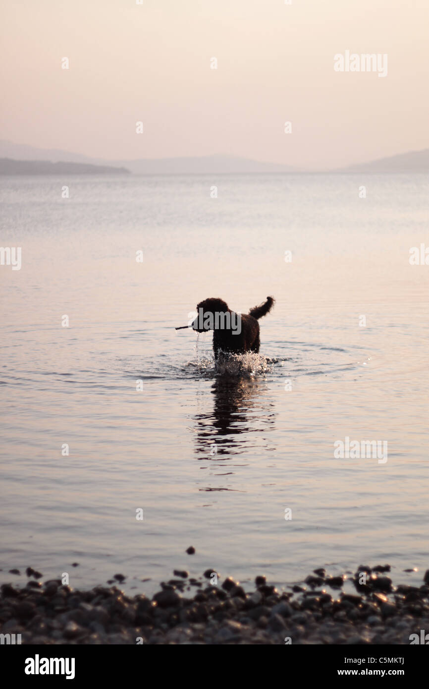 Poodle with stick, Loch Rannoch, Perthshire Scotland Stock Photo