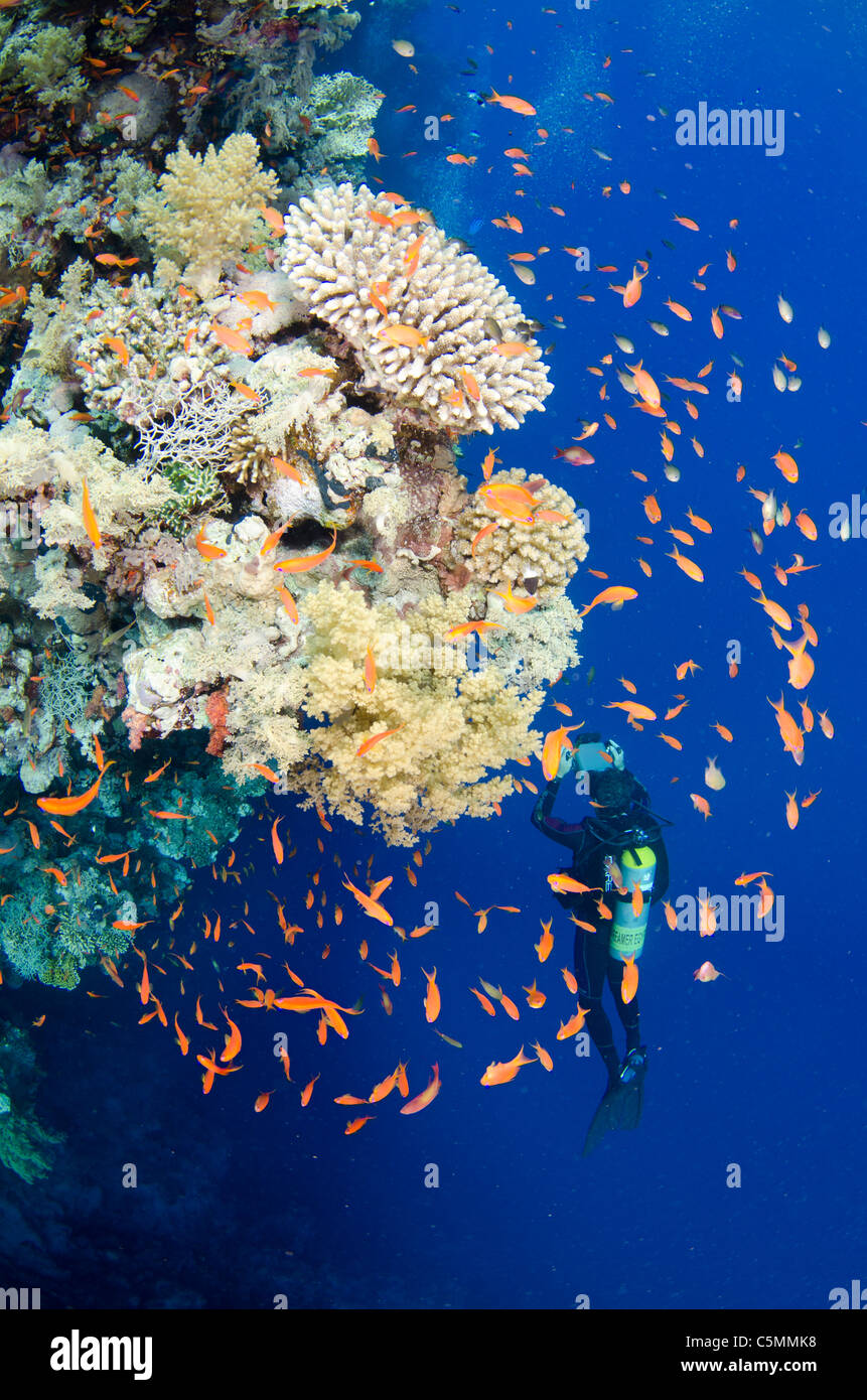 Scuba diver filming in pristine waters around Ras Mohammed national