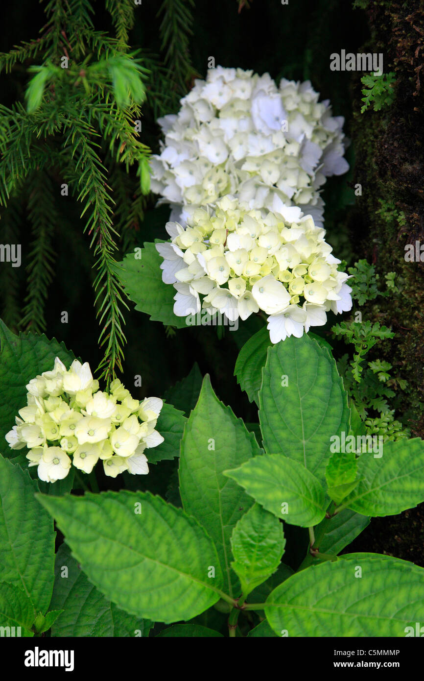 Hydrangea blooming at the Azores islands Stock Photo Alamy