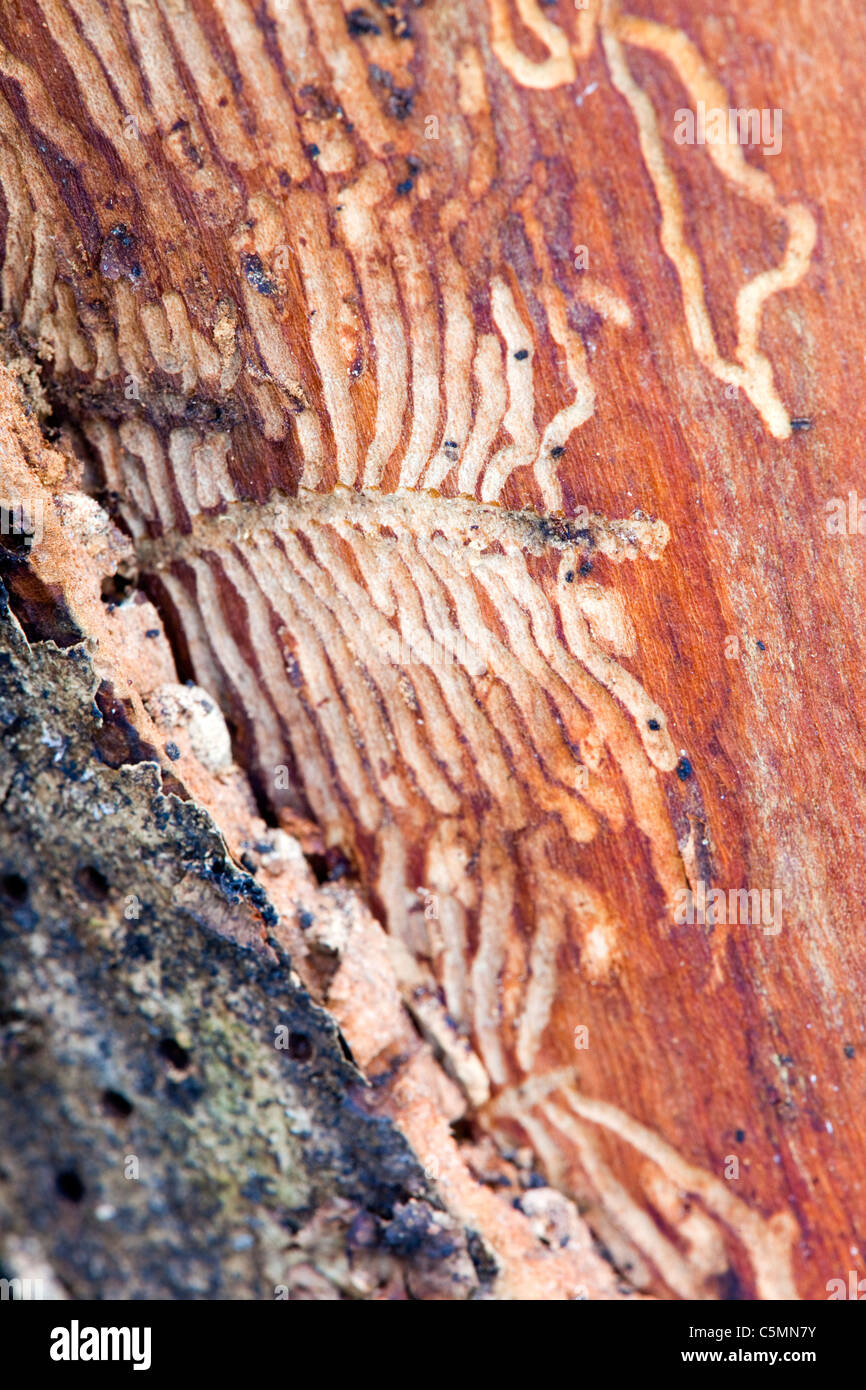 Ash Bark Beetle; Leperisinus varius; pattern in ash Stock Photo