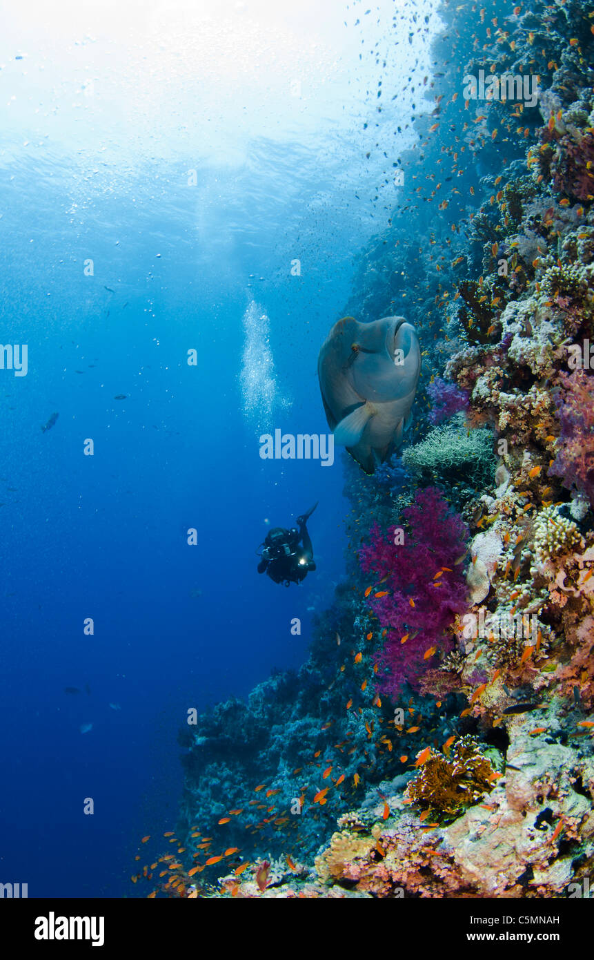 Napoleon or Maori wrasse, Shark Reef, Ras Mohammed national park, Sinai, Red Sea, Egypt Stock Photo