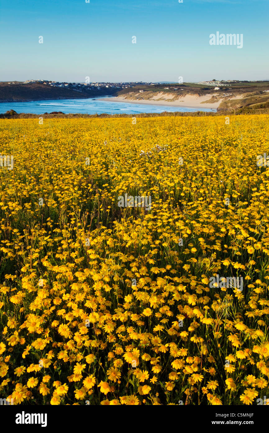 Corn Marigolds; Chrysanthemum segetum; at West Pentire; Cornwall Stock Photo