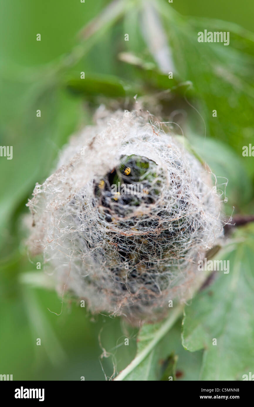 Emperor Moth Larva; Saturnia pavonia; spinning a cocoon Stock Photo