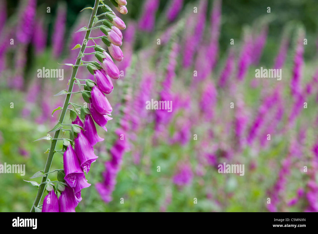 Foxglove; Digitalis purpurea; Cornwall Stock Photo