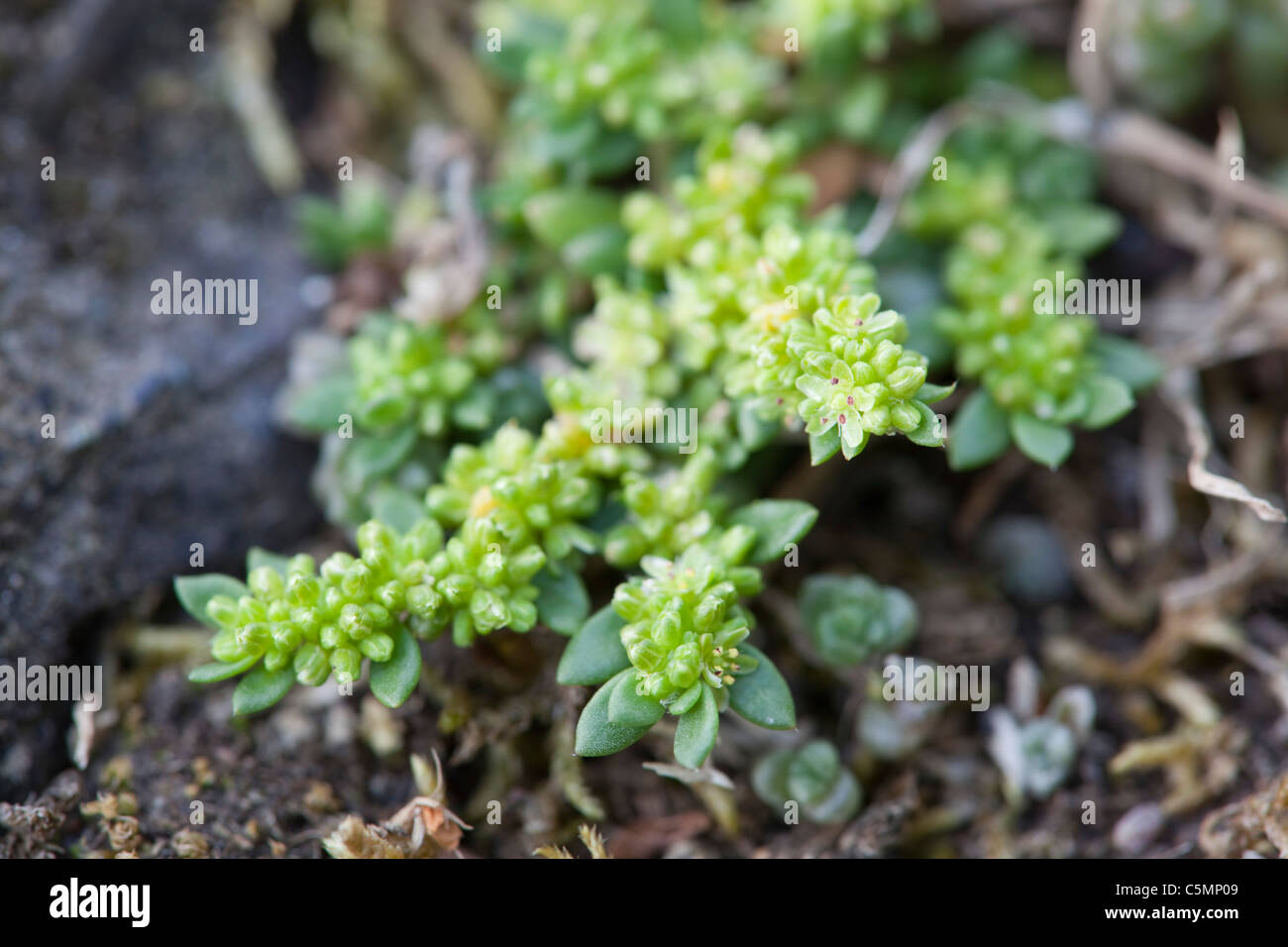 Fringed Rupturewort; Herniaria ciliolata; Cornwall Stock Photo