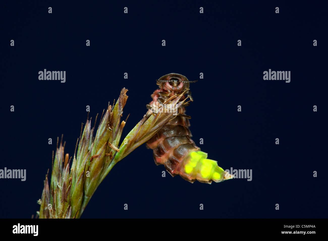 Glow Worm Lampyris Noctiluca Female Glowing At Night Cornwall Stock Photo Alamy