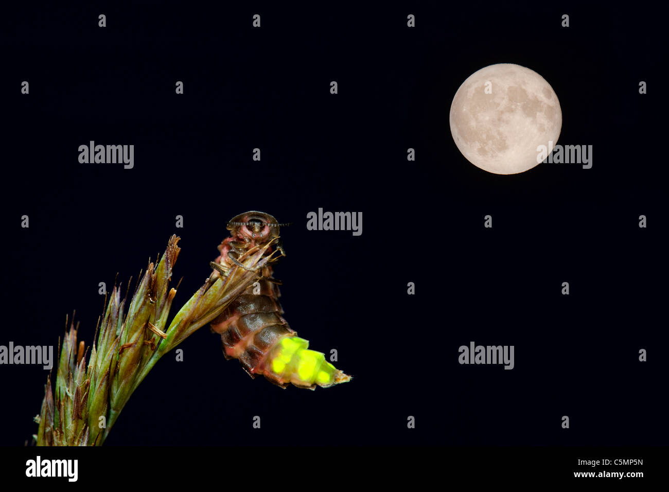Glow Worm Lampyris Noctiluca Female Glowing At Night Cornwall Stock Photo Alamy
