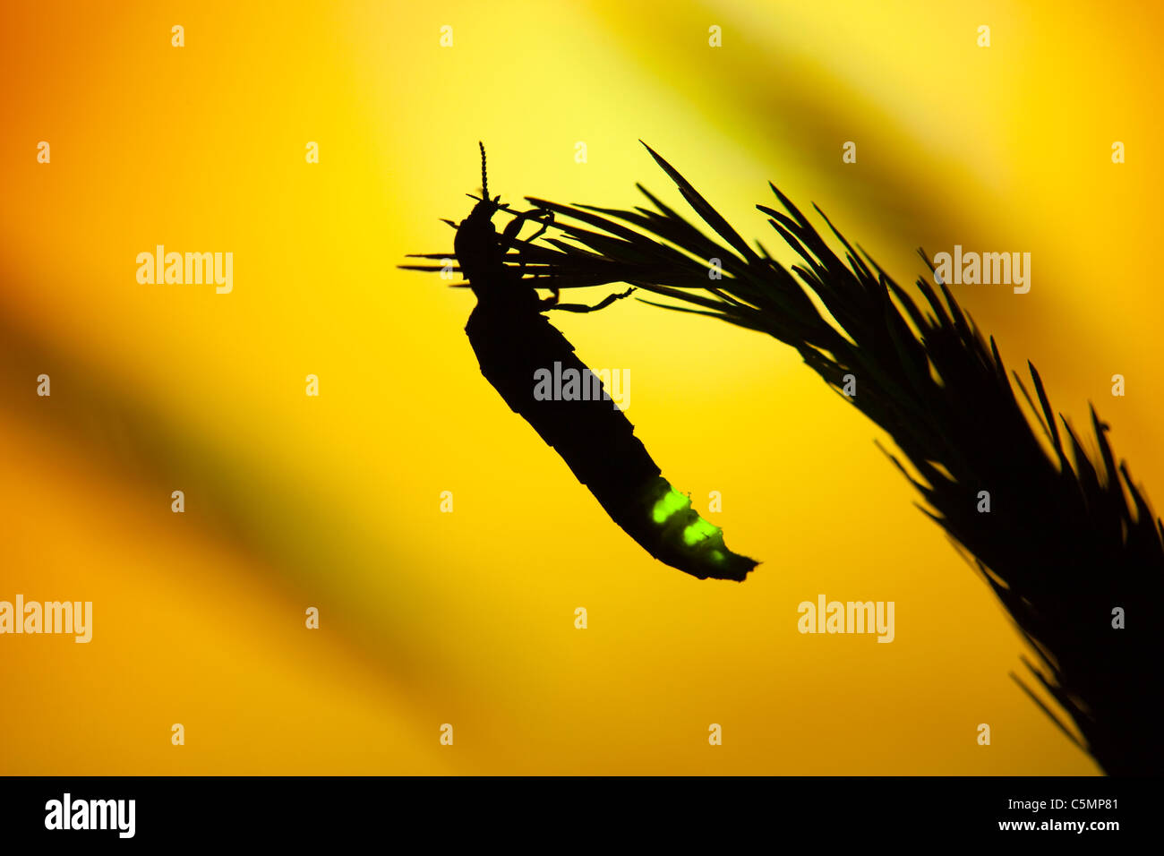 Glow Worm; Lampyris noctiluca; female glowing at night; Cornwall Stock