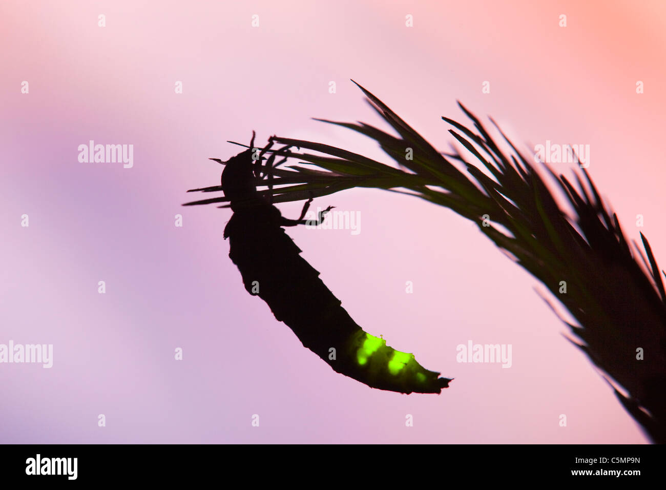 Glow Worm; Lampyris noctiluca; female glowing at night; Cornwall Stock Photo Alamy