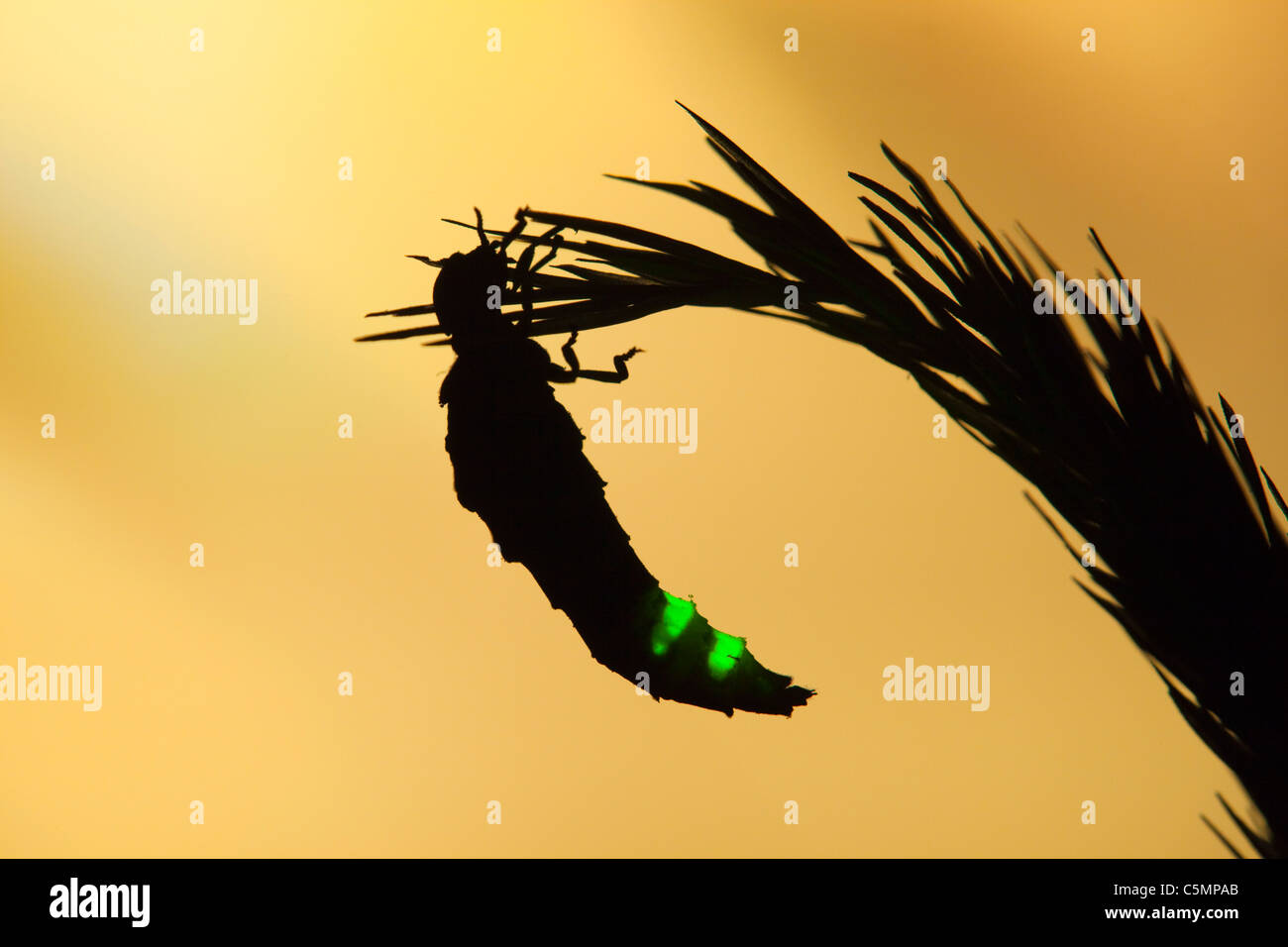 Glow Worm; Lampyris noctiluca; female glowing at night; Cornwall Stock