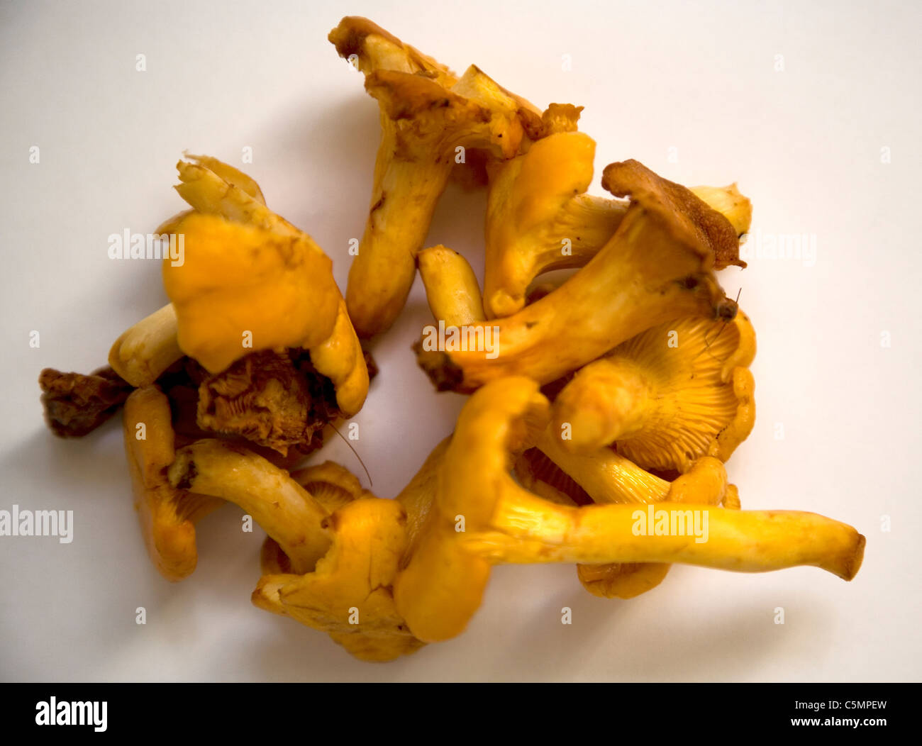 Golden chanterelle mushrooms Stock Photo Alamy