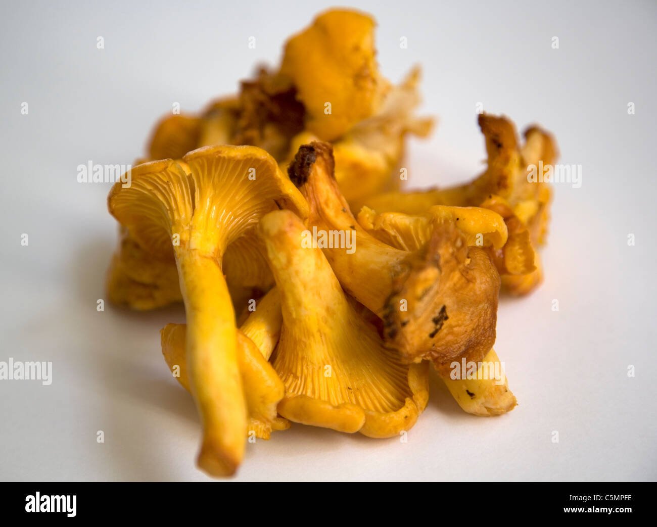 Golden chanterelle mushrooms Stock Photo Alamy