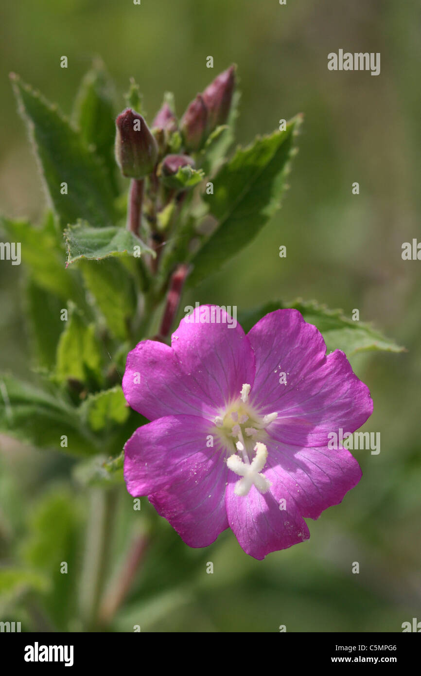 Great Willowherb Epilobium hirsutum Stock Photo