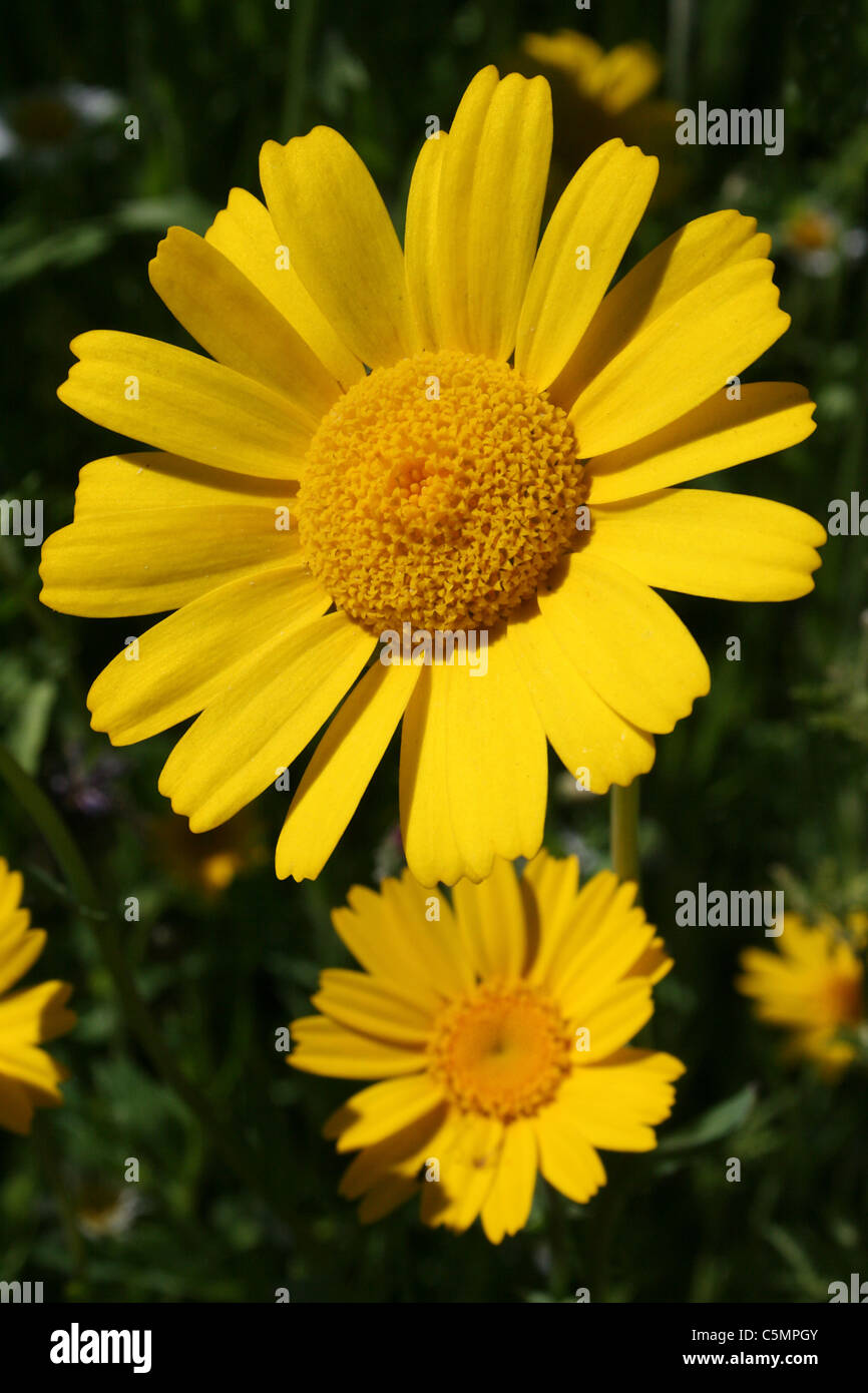 Corn Marigold Chrysanthemum segetum Stock Photo