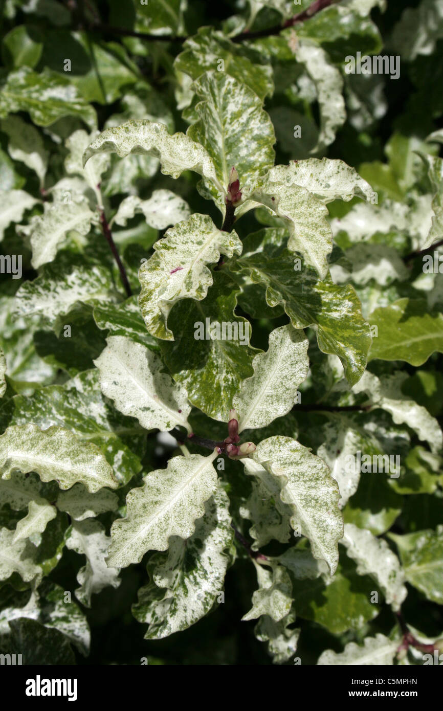 Shrub shrubs green hi-res stock photography and images - Alamy