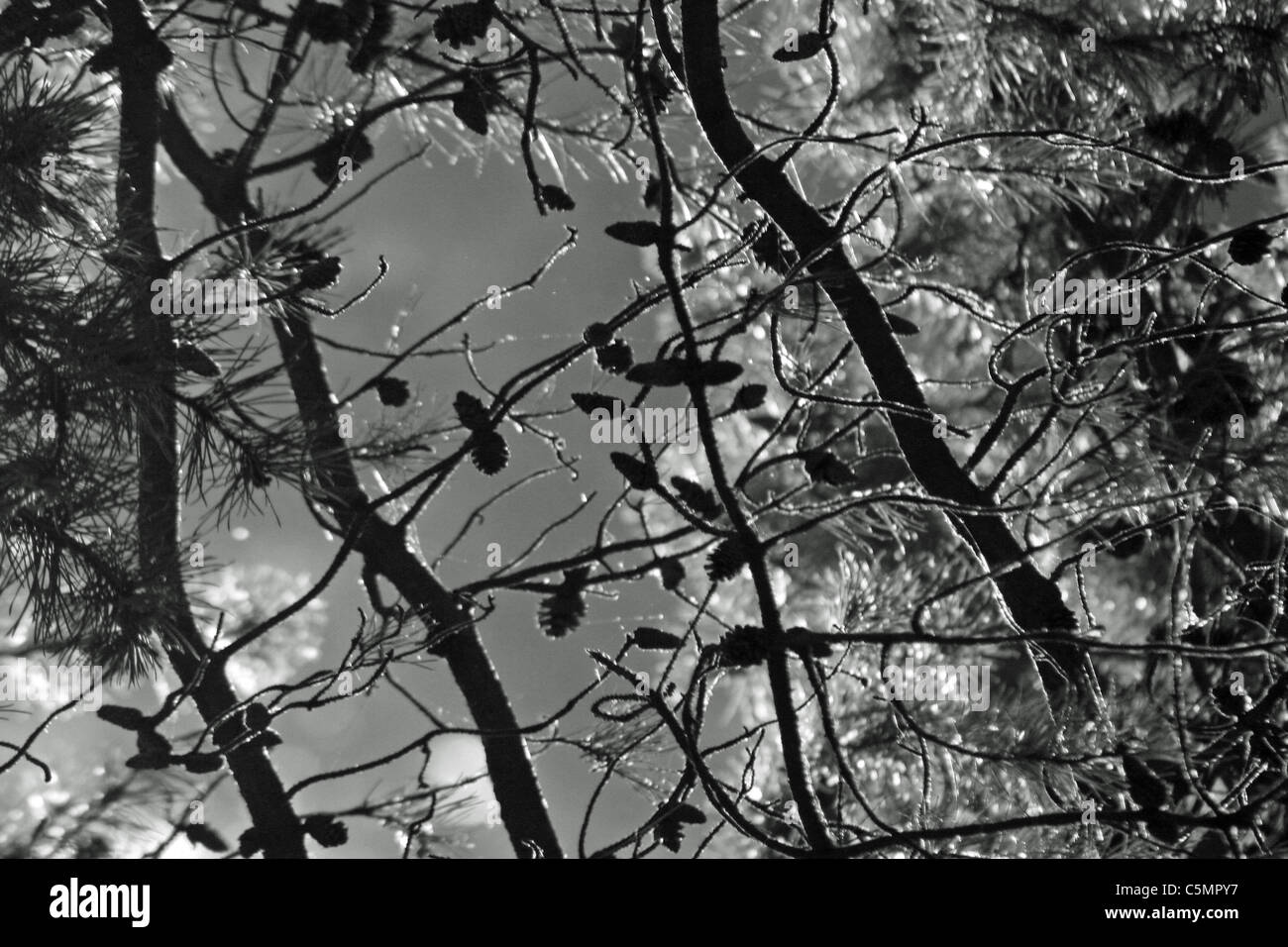 Black pine trees uk hi-res stock photography and images - Alamy