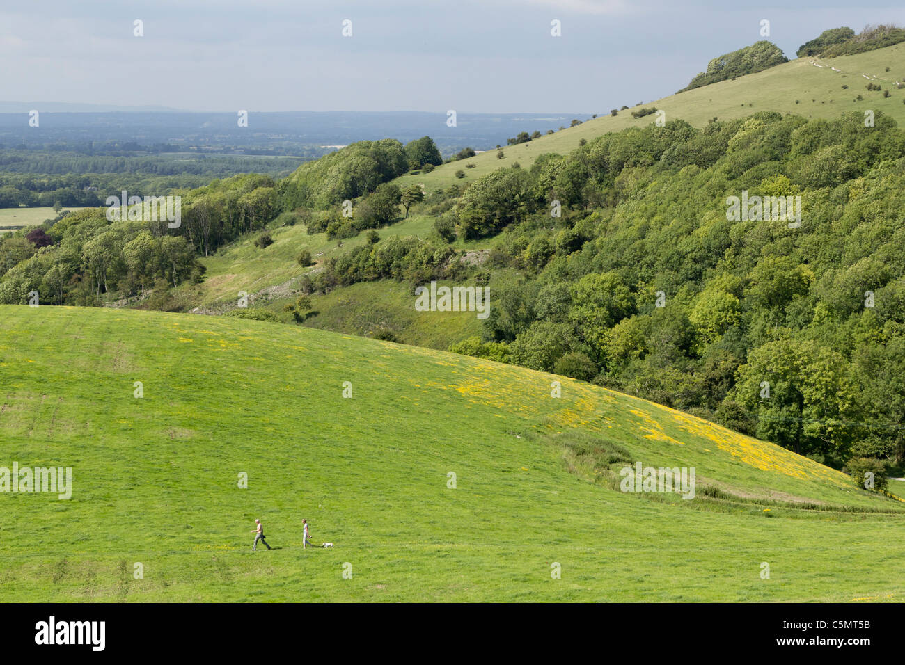 Two walkers and a dog are tiny figures crossing the fields at Devils Dyke near Brighton in the South Downs National Park Stock Photo