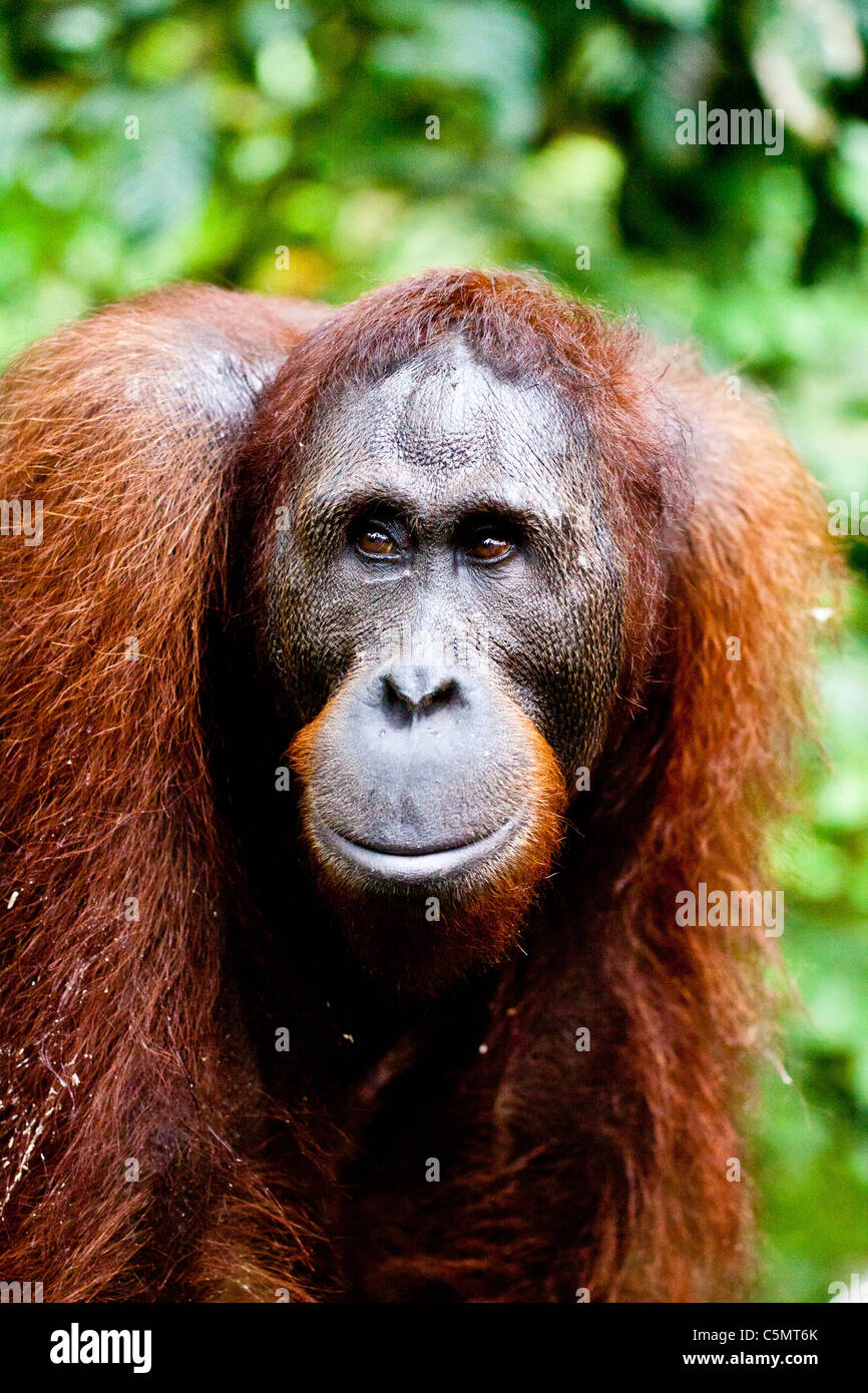 Karla Jeyms porno onlayn Rus trans porno komikslar