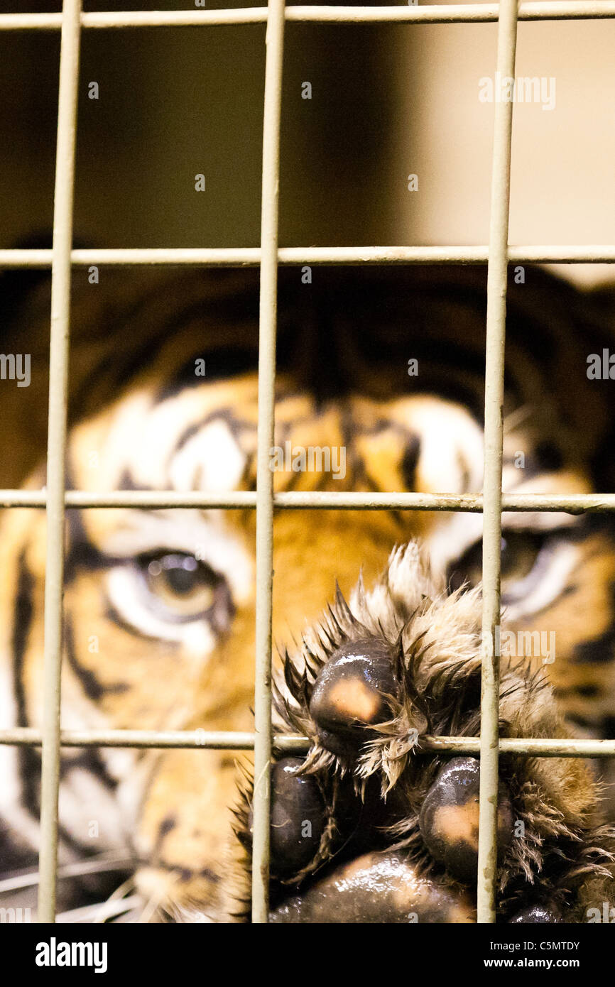 LONDON One of ZSL's two Sumatran tigers (Panthera tigris) gazes steadily out from its enclosure. Stock Photo